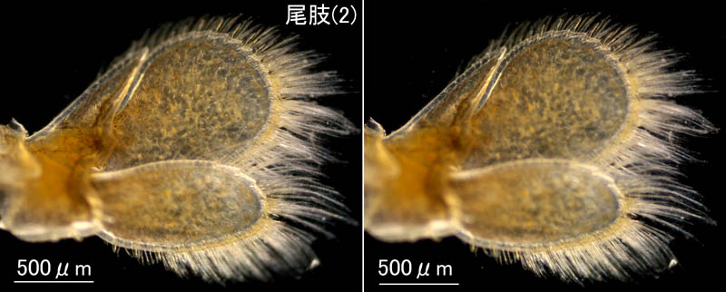 ニセスナホリムシ (Cirolana harfordi japonica)