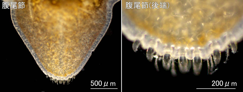 ニセスナホリムシ (Cirolana harfordi japonica)