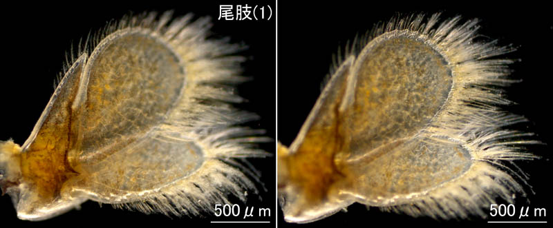 ニセスナホリムシ (Cirolana harfordi japonica)