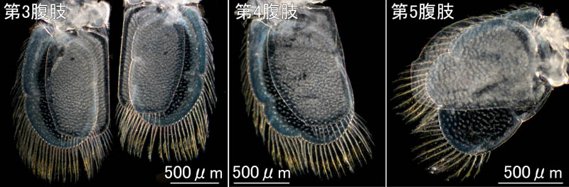 ニセスナホリムシ (Cirolana harfordi japonica)