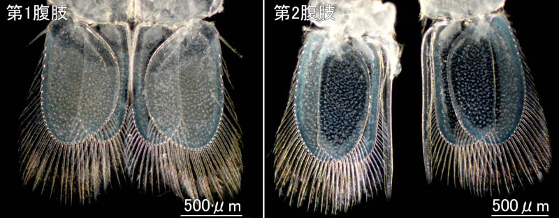 ニセスナホリムシ (Cirolana harfordi japonica)