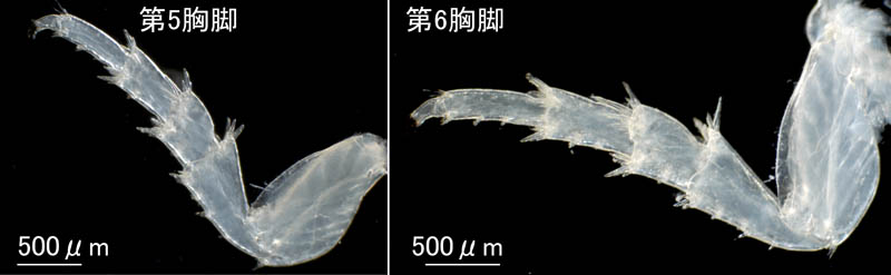 ニセスナホリムシ (Cirolana harfordi japonica)