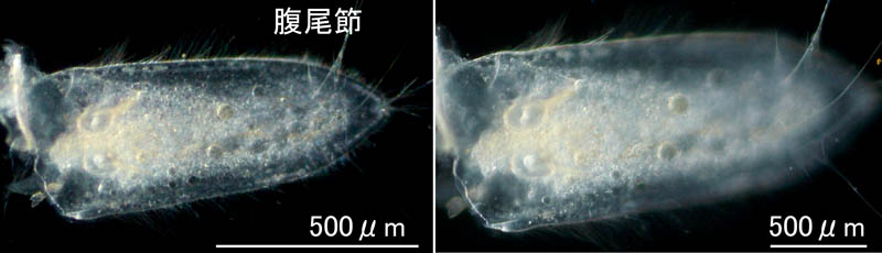 ムロミスナウミナナフシ(Cyathura muromiensis)