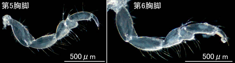 ムロミスナウミナナフシ(Cyathura muromiensis)