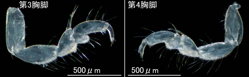 ムロミスナウミナナフシ(Cyathura muromiensis)