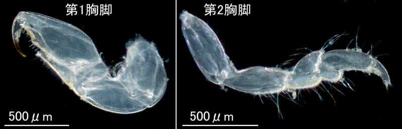 ムロミスナウミナナフシ(Cyathura muromiensis)