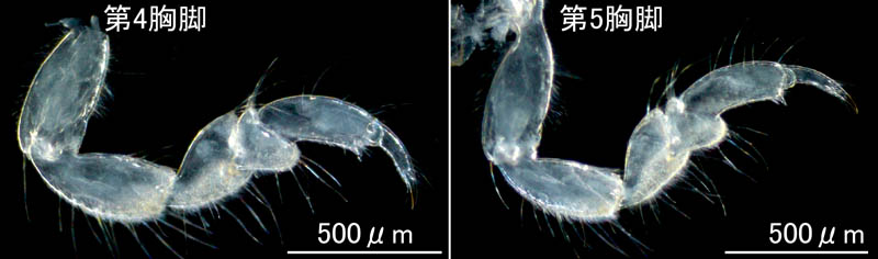 ムロミスナウミナナフシ(Cyathura muromiensis)