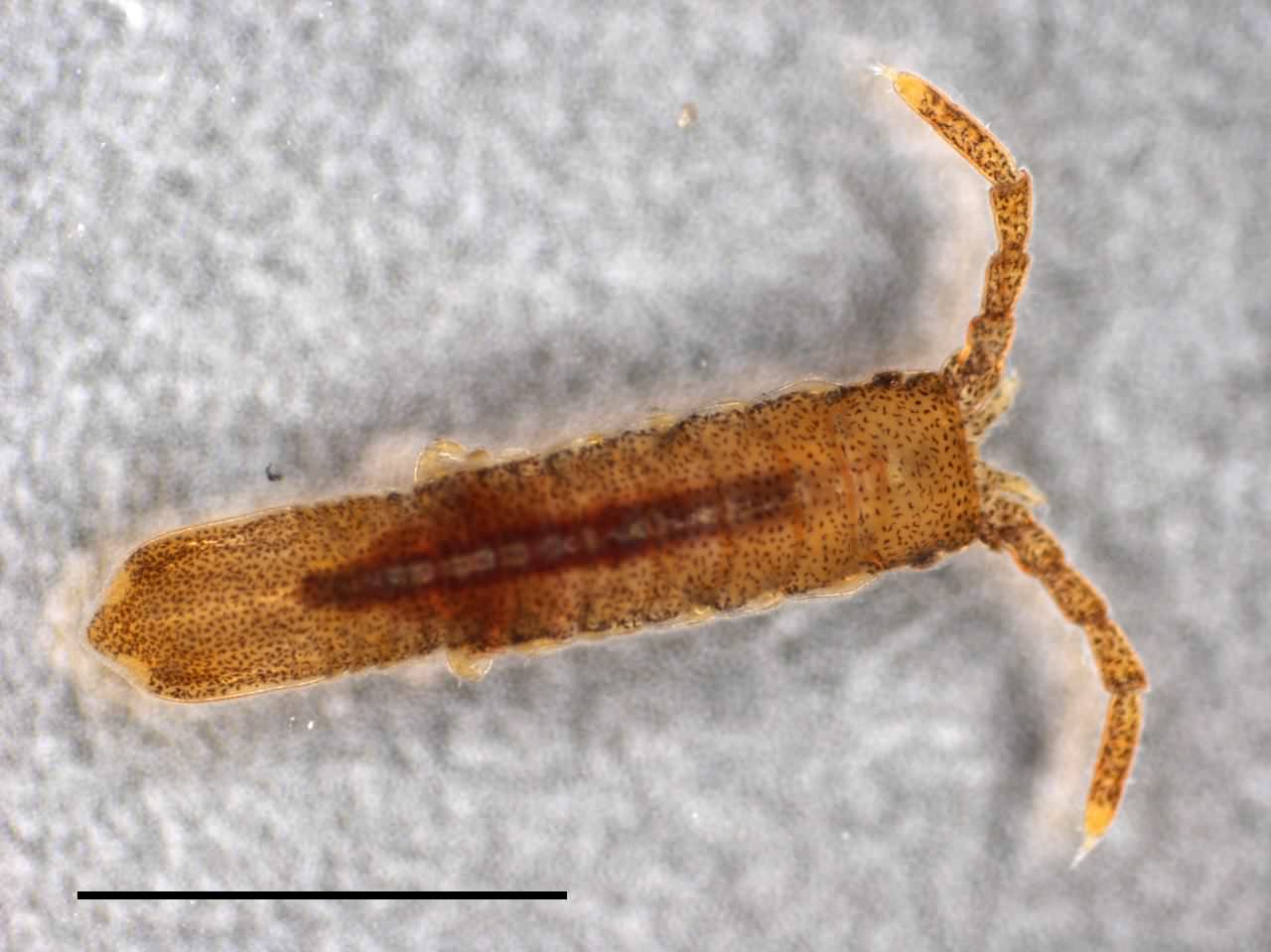 イソヘラムシ（Cleantiella isopus）の画像
