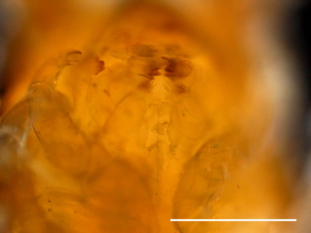 イソヘラムシ（Cleantiella isopus）の画像