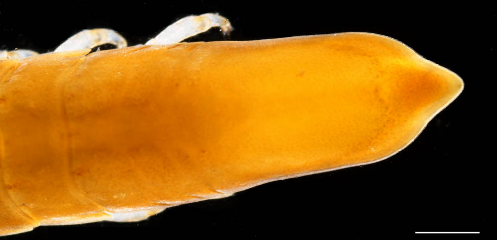 ミスジヘラムシ属の1種（Pentias sp.)の画像