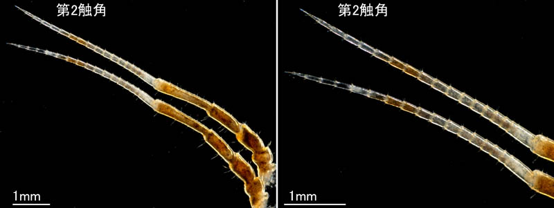 ワラジヘラムシ属の1種 (Synidotea sp.) 