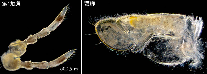 ワラジヘラムシ属の1種 (Synidotea sp.) 