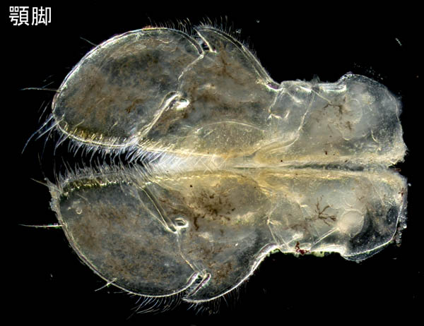 ワラジヘラムシ属の1種 (Synidotea sp.) 