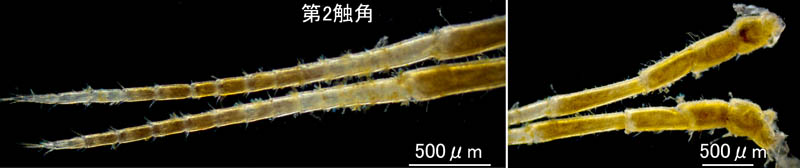 ワラジヘラムシ属の1種 (Synidotea sp.) 