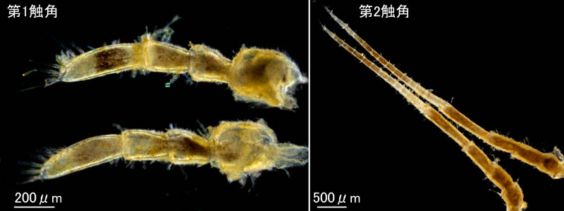 ワラジヘラムシ属の1種 (Synidotea sp.) 