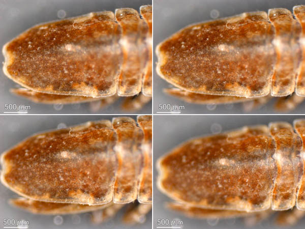 ワラジヘラムシ属の1種 (Synidotea sp.) 