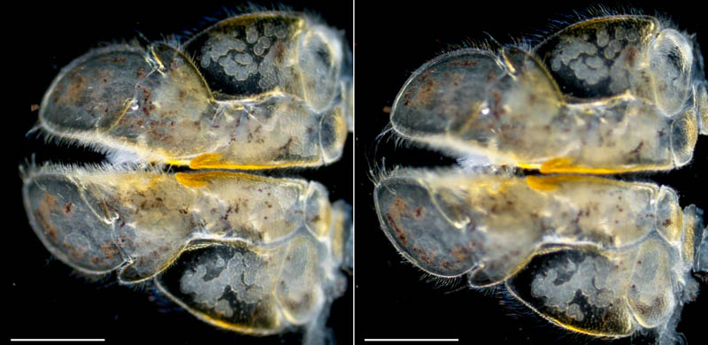 ワラジヘラムシ属の1種 (Synidotea sp.) 