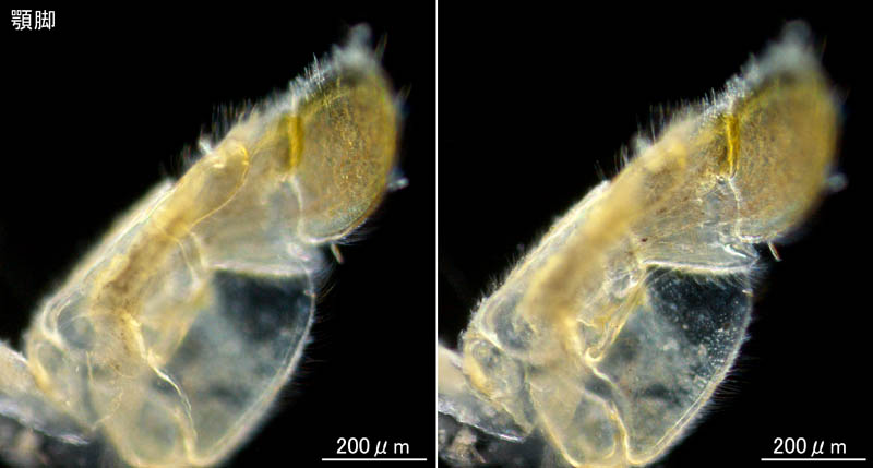 ワラジヘラムシ属の1種 (Synidotea sp.) 