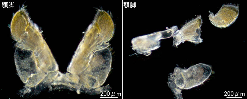 ワラジヘラムシ属の1種 (Synidotea sp.) 