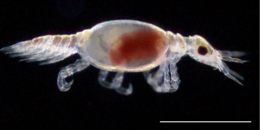 ウミクワガタ亜目（Gnathiidea）の画像