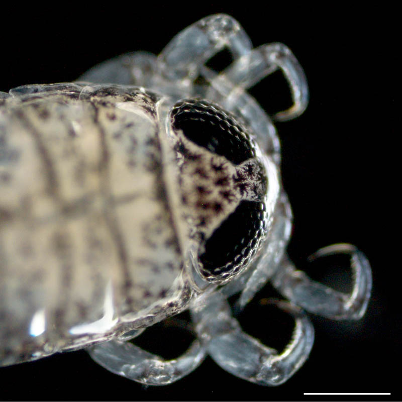 ウオノエ科（Cymothoidae）のマンカ幼生の画像