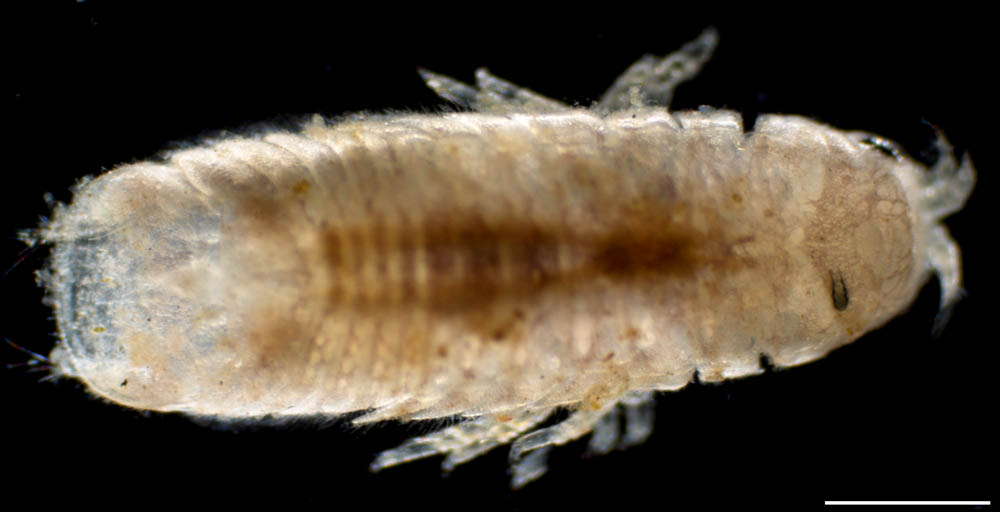 キクイムシ亜目(Limnoriidea)の画像