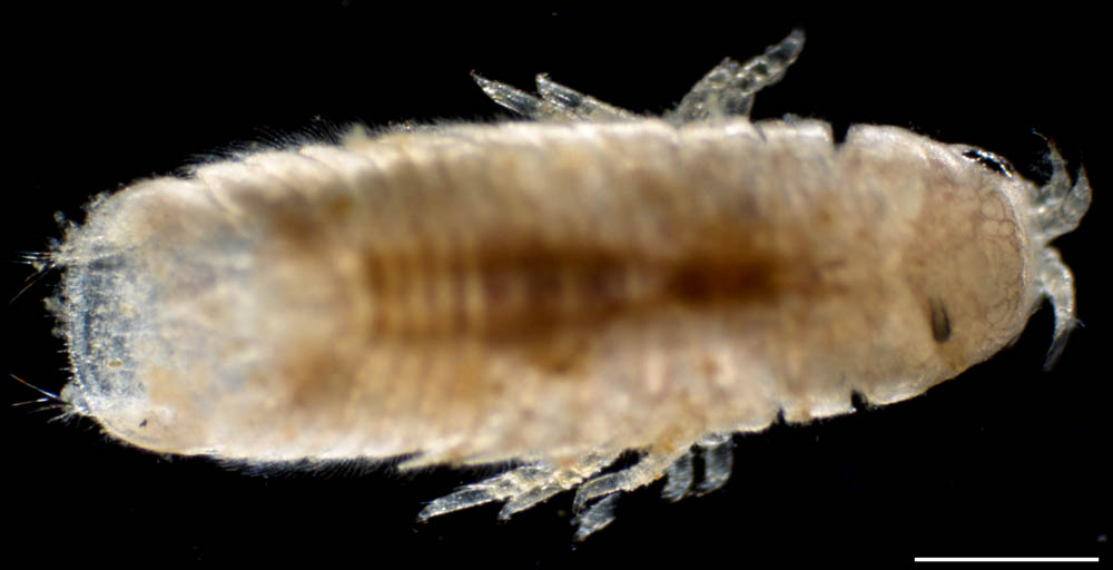 キクイムシ亜目(Limnoriidea)の画像