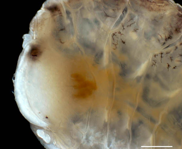 エビヤドリムシ科 (Bopyridae) の1種