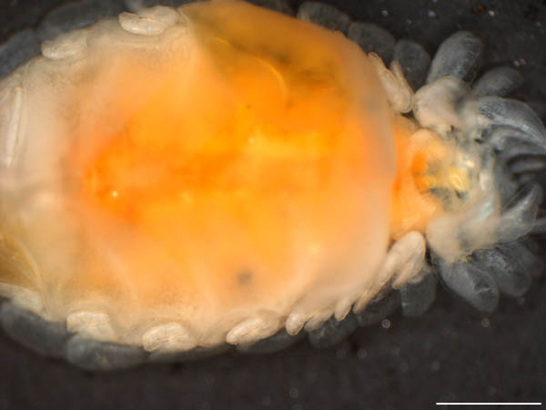 エビヤドリムシ科 (Bopyridae) の1種