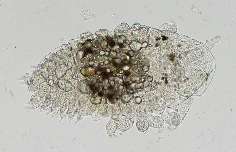 エビヤドリムシ科 (Bopyridae) の1種