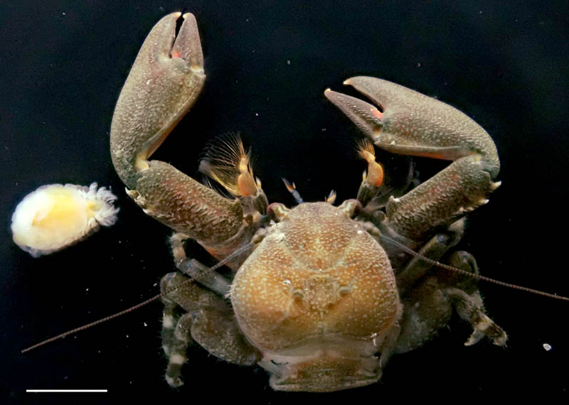 エビヤドリムシ科 (Bopyridae) の1種