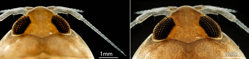 タラノシラミ (Rocinela maculata) 