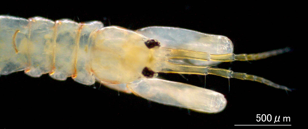 ホソツメタナイス（Leptochelia savignyi)の画像