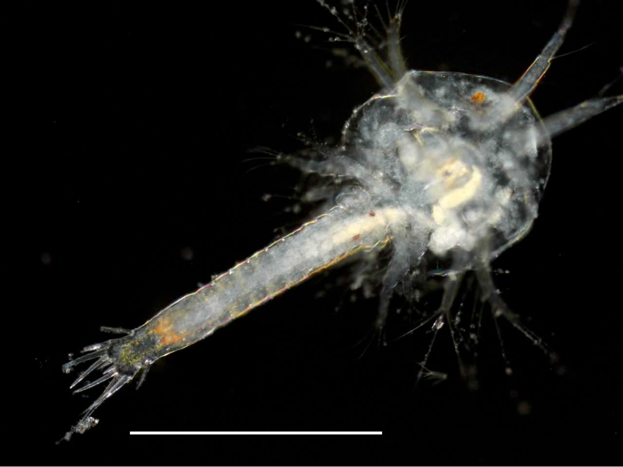 プロトゾエア幼生（Protozoea）の画像です。