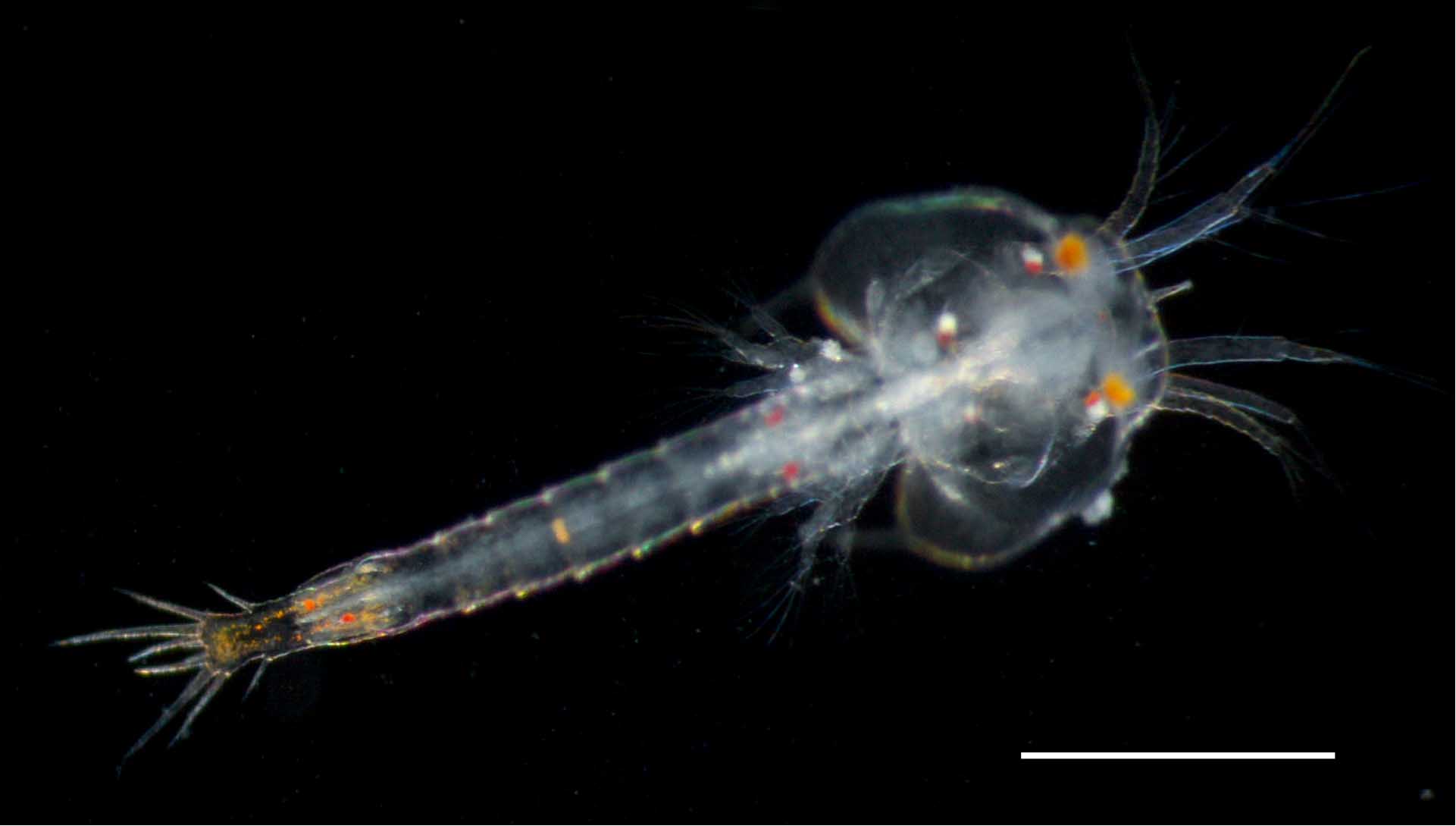 プロトゾエア幼生（Protozoea）の画像です。