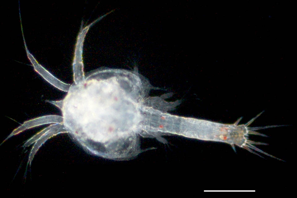 プロトゾエア（Protozoea）の画像