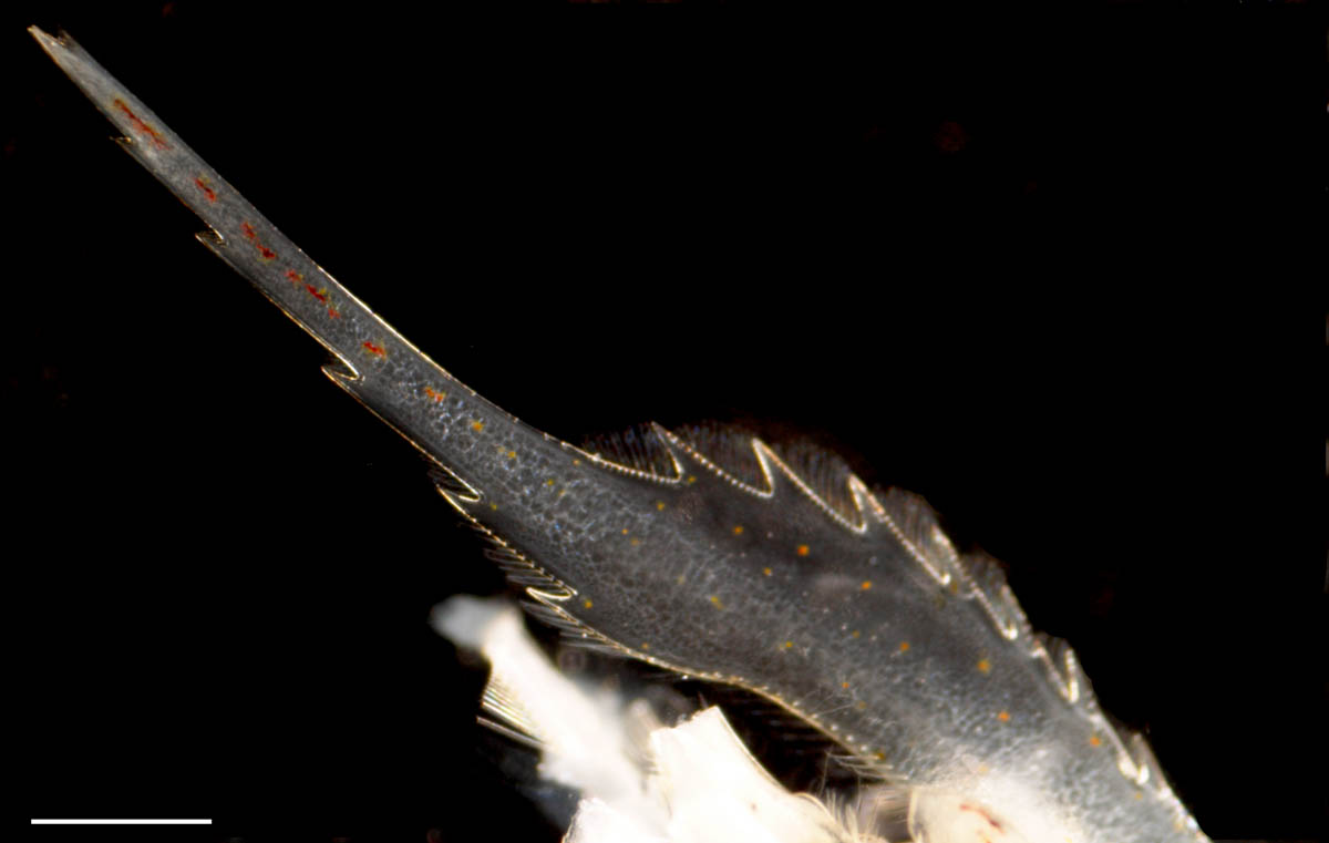 スジエビ属の1種（Palaemon sp.）の画像