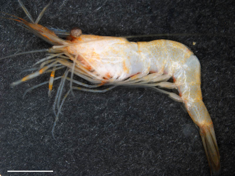 ユビナガスジエビ？（Palaemon macrodactylus）の画像