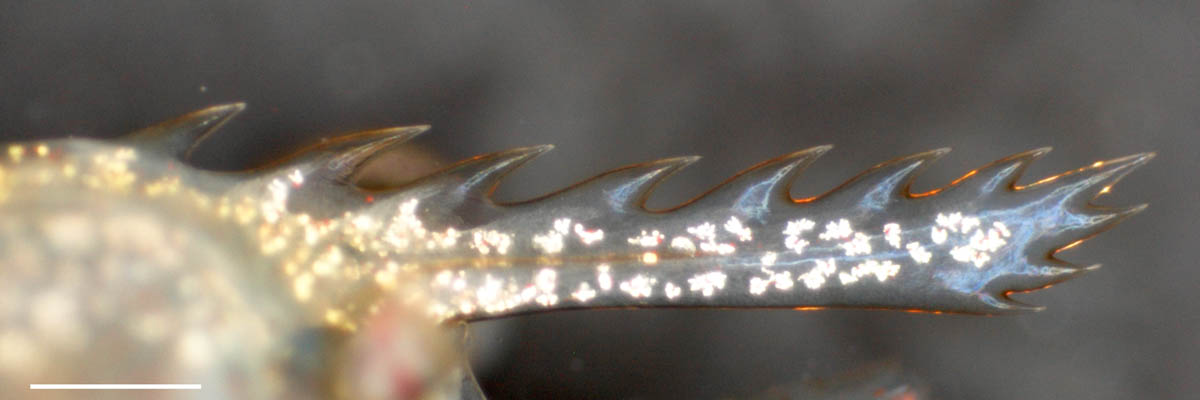 モエビ科（Hippolytidae）の画像