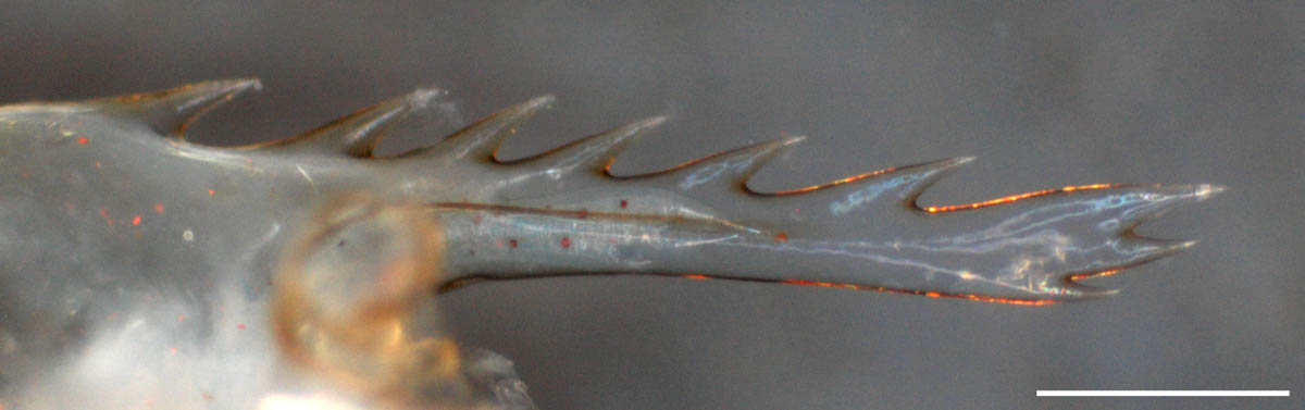 モエビ科（Hippolytidae）の画像