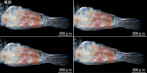 テッポウエビ科（Alpheidae）の1種の画像