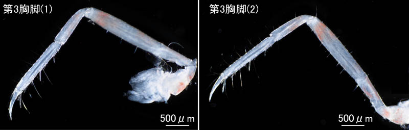 テッポウエビ科（Alpheidae）の1種の画像