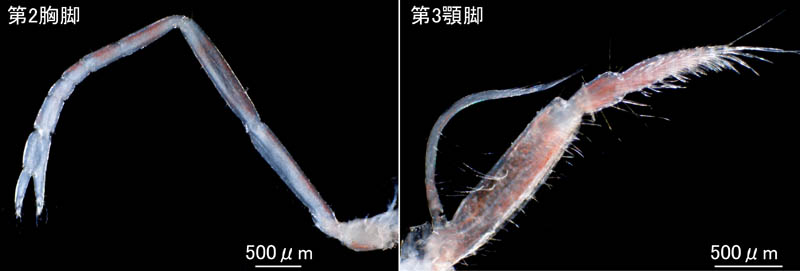 テッポウエビ科（Alpheidae）の1種の画像