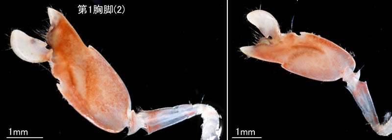 テッポウエビ科（Alpheidae）の1種の画像