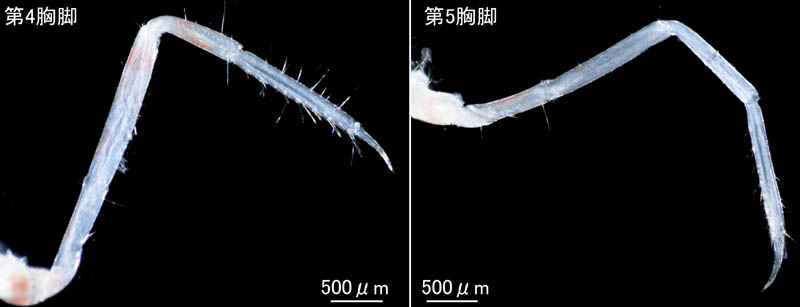 テッポウエビ科（Alpheidae）の1種の画像