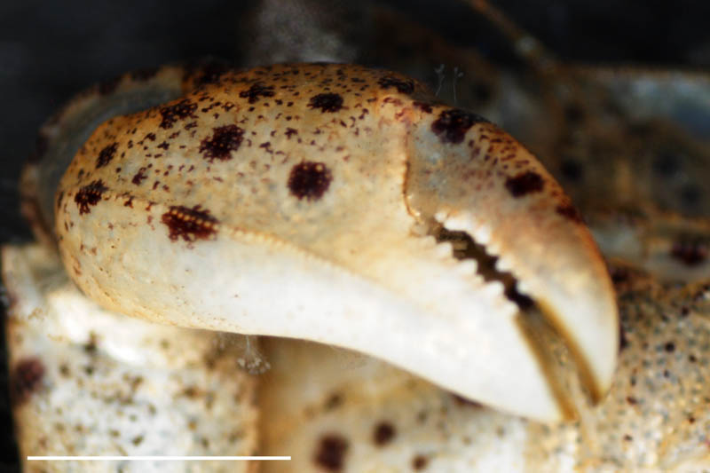 ケフサイソガニ（Hemigrapsus penicillatus）の画像
