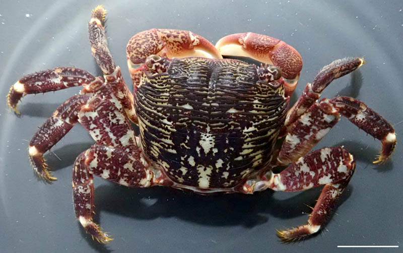 イワガニ（Pachygrapsus crassipes）