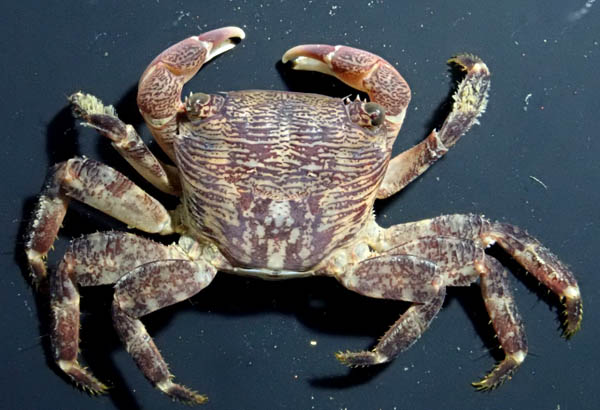 イワガニ（Pachygrapsus crassipes）