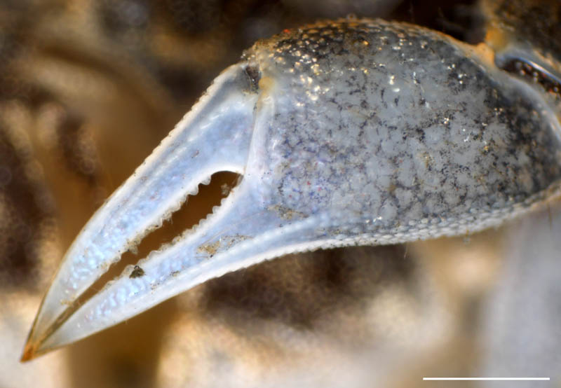 コメツキガニ（Scopimera globosa）の画像