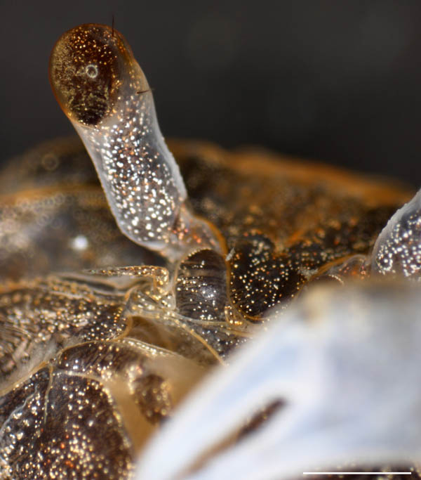 コメツキガニ（Scopimera globosa）の画像